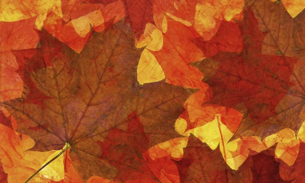 Maple leaf achtergrond — Stockfoto