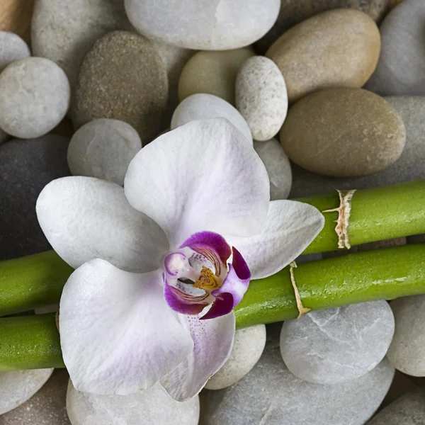 Orchidea és a bambusz — Stock Fotó