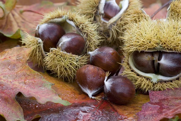 Chestnut still life — Stock Photo, Image