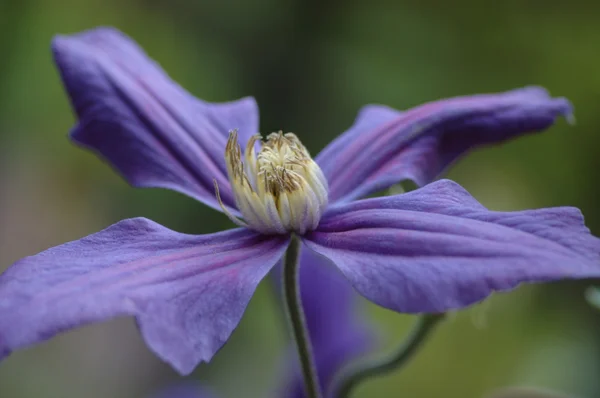 Clematis fleur — Photo
