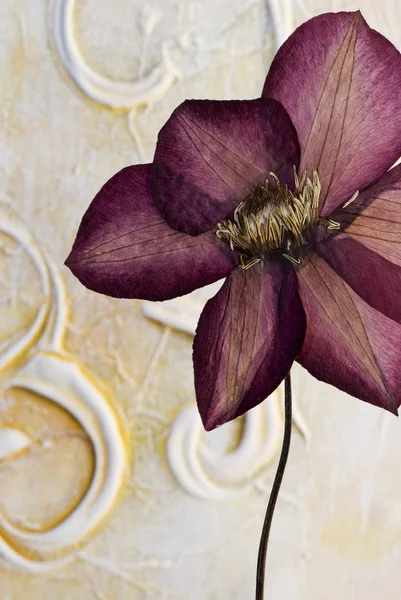 Pressed clematis flower — Stock Photo, Image