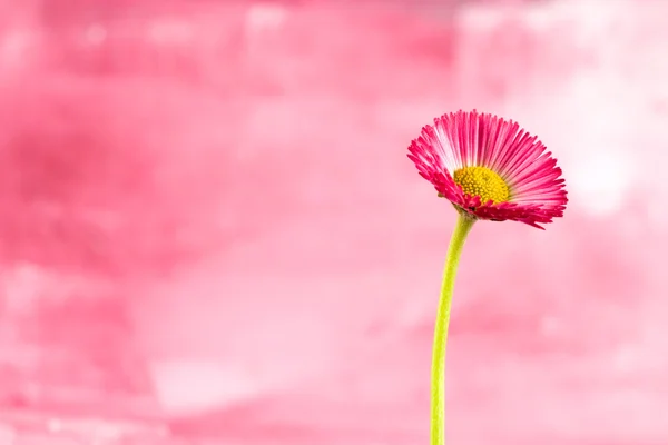 Pequeña flor de margarita roja — Foto de Stock