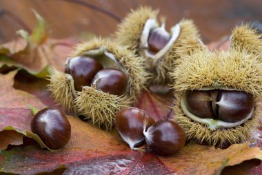 Chestnut still life clipart