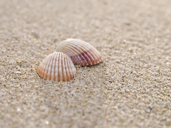 Dwie muszle na plaży — Zdjęcie stockowe