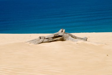 Driftwood on beach clipart