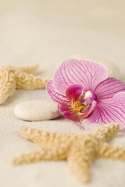 Stock image Orchid still life