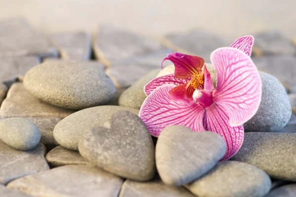 Orquídea e coração de pedra — Fotografia de Stock