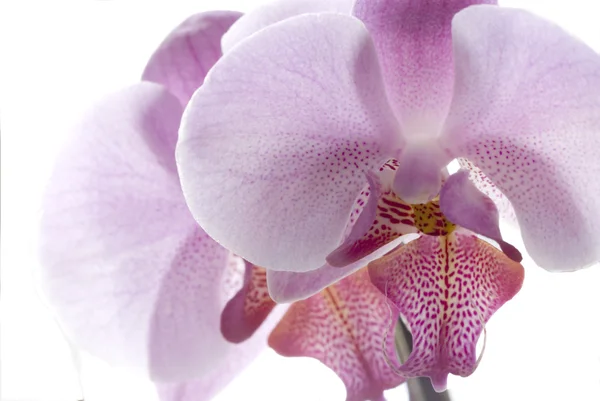Orchidflower fehér — Stock Fotó
