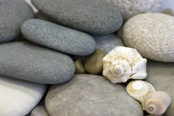Pebble e conchas — Fotografia de Stock