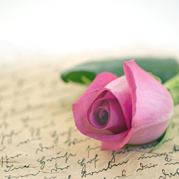 Розовая роза
