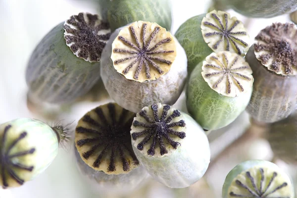 stock image Poppy flower capsule