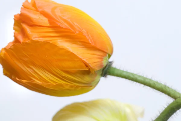 Квітка маку — стокове фото