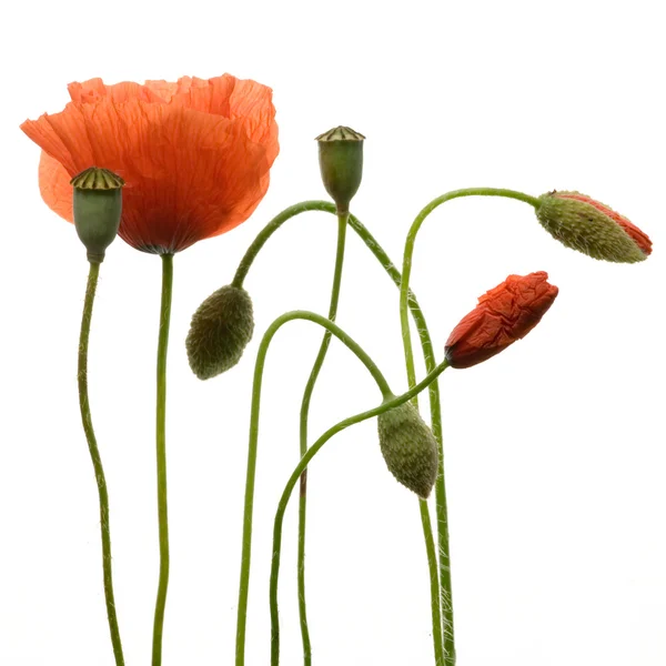 Άνθη παπαρούνας — Φωτογραφία Αρχείου