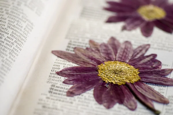 Geperste bloem — Stockfoto