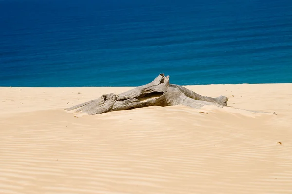 stock image Driftwood on beach