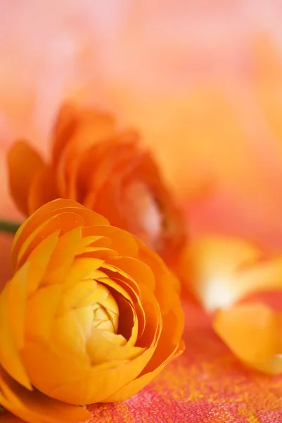 Ranunculus λουλούδι — Φωτογραφία Αρχείου