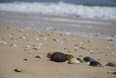 Shells on beach clipart