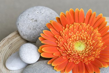 gerbera papatya