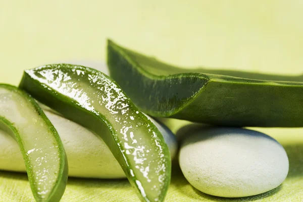 Stock image Aloe Vera