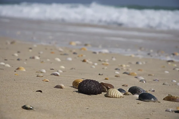 Conchiglie sulla spiaggia — Foto Stock