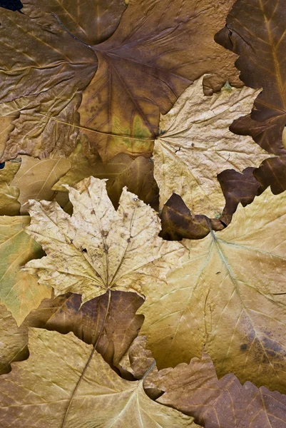 Autumn Still l ife — Stock Photo, Image