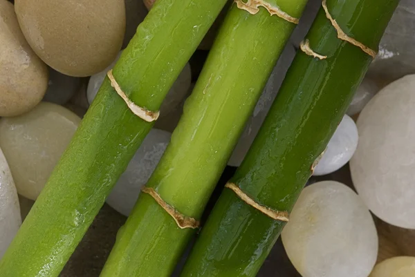 Bamboo green — Zdjęcie stockowe