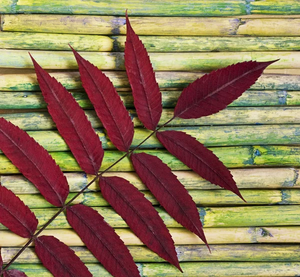 Listy na bambus — Stock fotografie