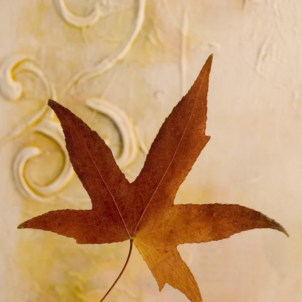 Wciśnięty liść — Zdjęcie stockowe