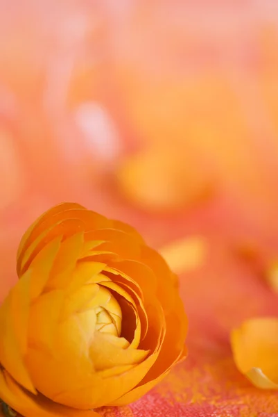 Ranunculus flor —  Fotos de Stock