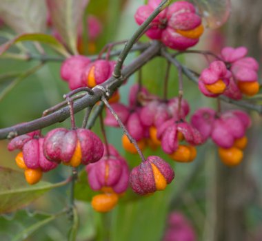 herfst berrys