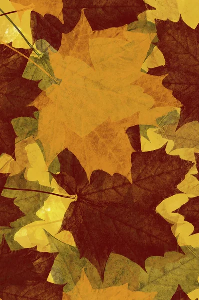 Maple leaf background — Stock Photo, Image