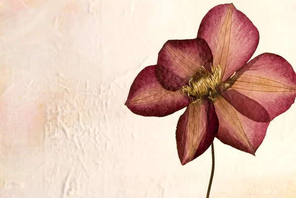 Flor de clematis prensada —  Fotos de Stock