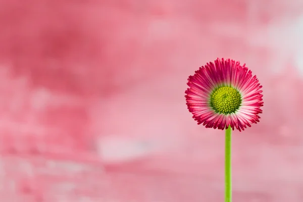 작은 빨간 데이지 꽃 — 스톡 사진