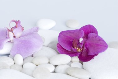 Orchid on pebble clipart