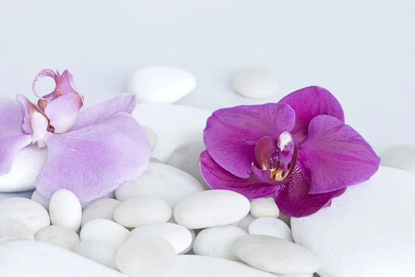 Orchid on pebble — Stock Photo, Image