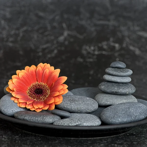 Flower and pebble — Stock Photo, Image