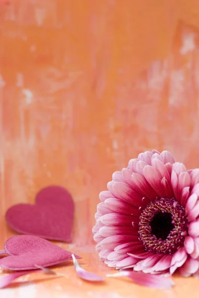Gebera daisy och hjärtan — Stockfoto
