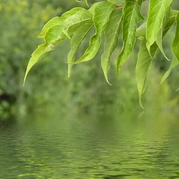 Zweig mit grünem Blatt — Stockfoto