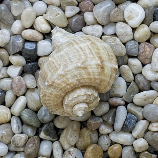 Shell on pebble — Stock Photo, Image