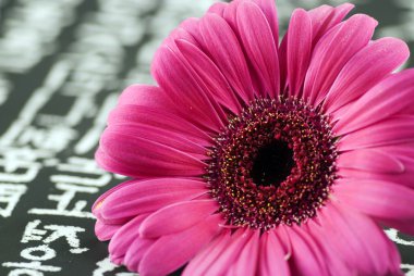 Gerbera on chinese background clipart