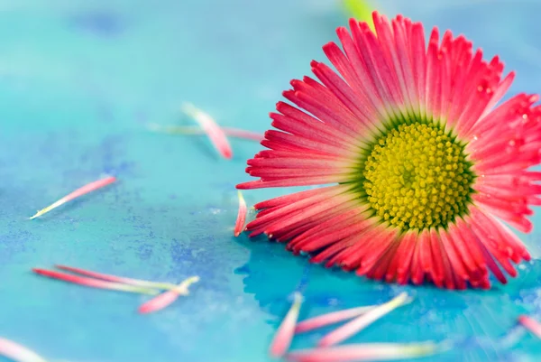 Piccolo fiore di margherita rosso — Foto Stock