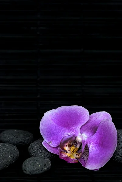 Flor e seixo — Fotografia de Stock