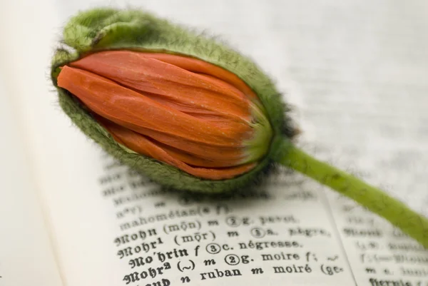 Poppy bloem op woordenboek — Stockfoto