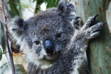 Koala Avustralya