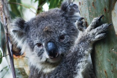 Koala in Australia clipart