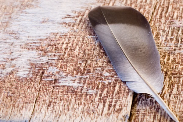 stock image Driftwood plank with feather