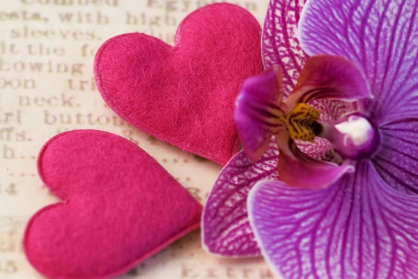 Orkidé blomma och hjärtan — Stockfoto