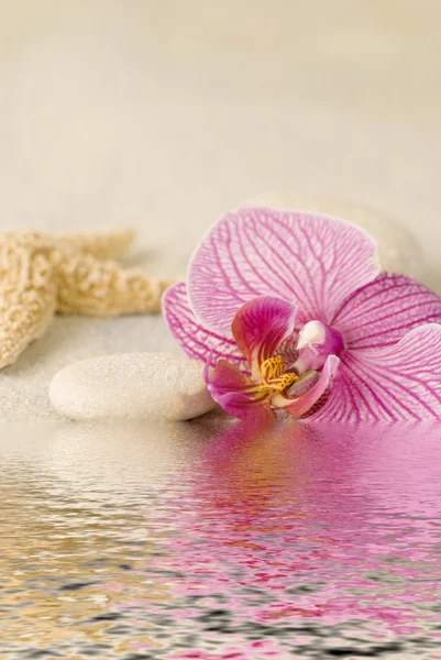 Orchidea csendélet — Stock Fotó