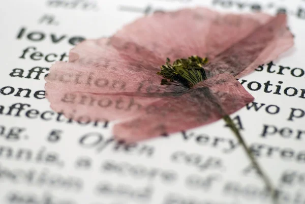 Poppy flower on book — Stock Photo, Image