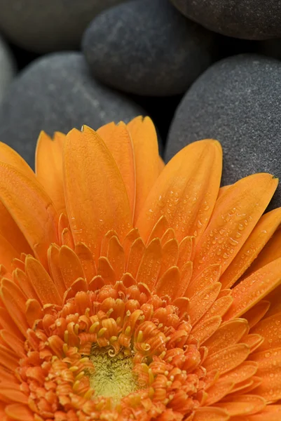 Orangen-Gerbera-Gänseblümchen — Stockfoto